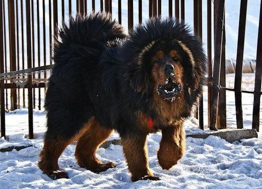 Фото: moscowmongols.com